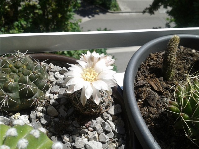 Gymnocalycium 